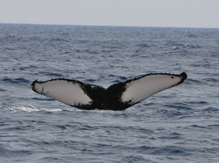 DSC_5544c-thumbnail2.jpg
